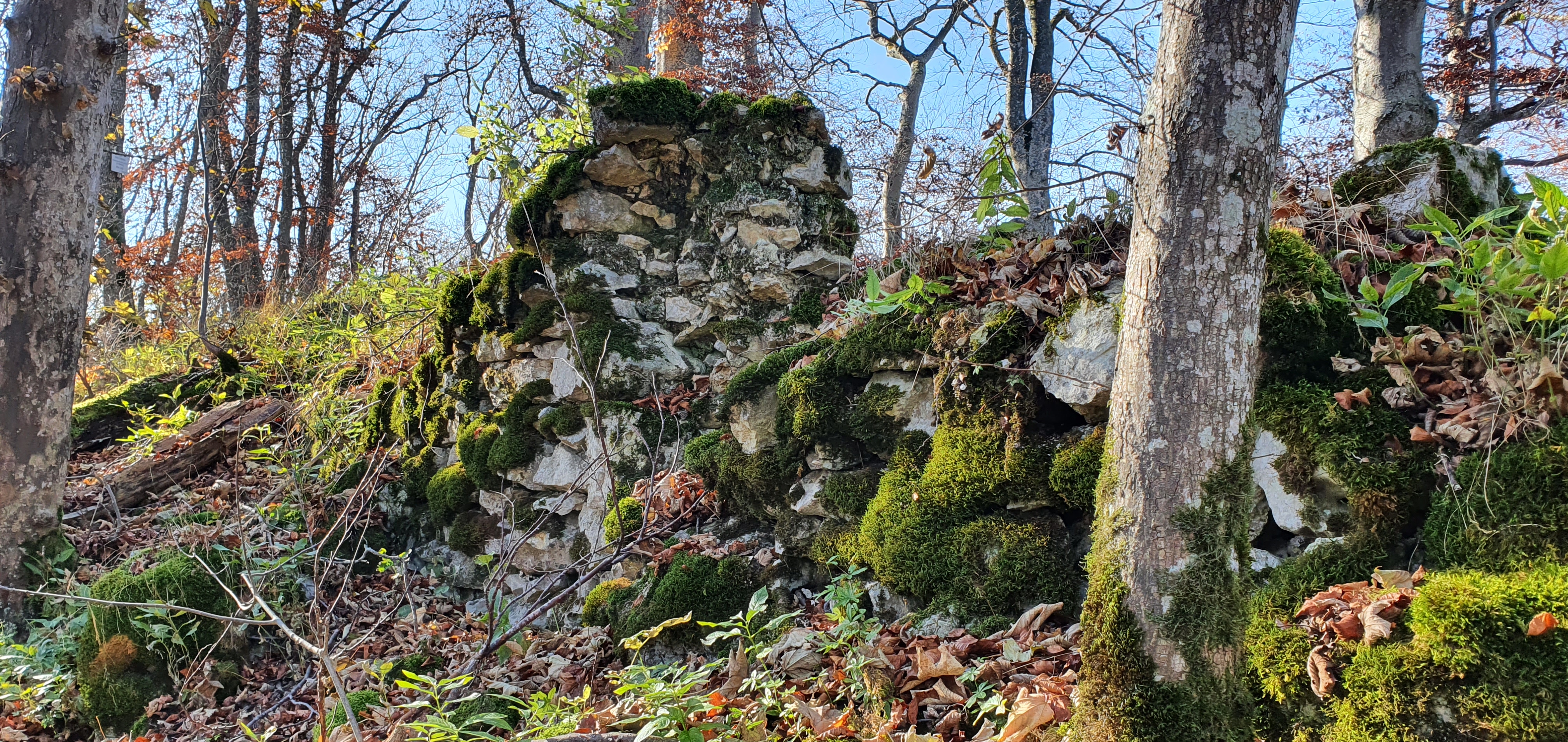 Mauerreste einer Burg an Waldhang