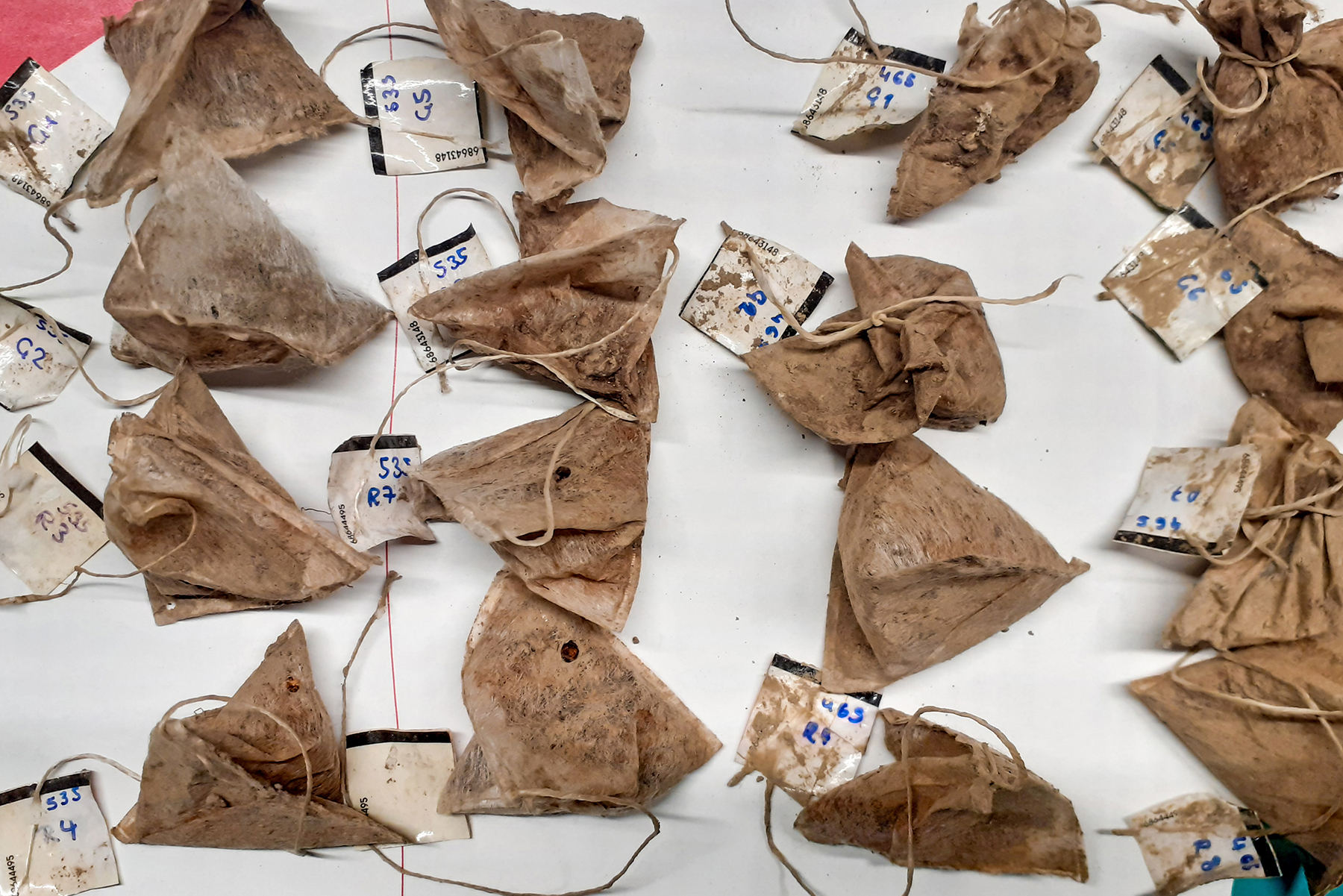 Ausgegrabene Teebeutel des Hector Kinderakademie Projekts
