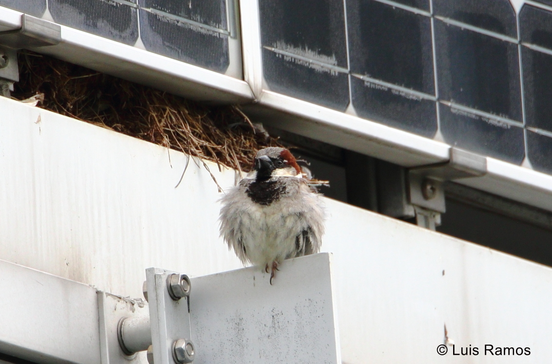 Haussperling an der HBC