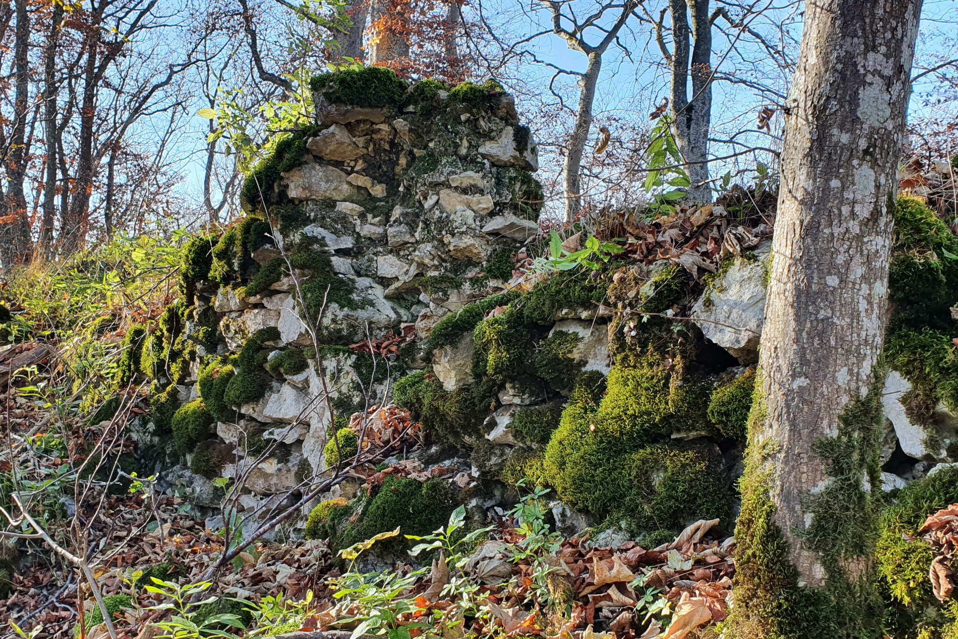 Mauerreste einer Burg an Waldhang