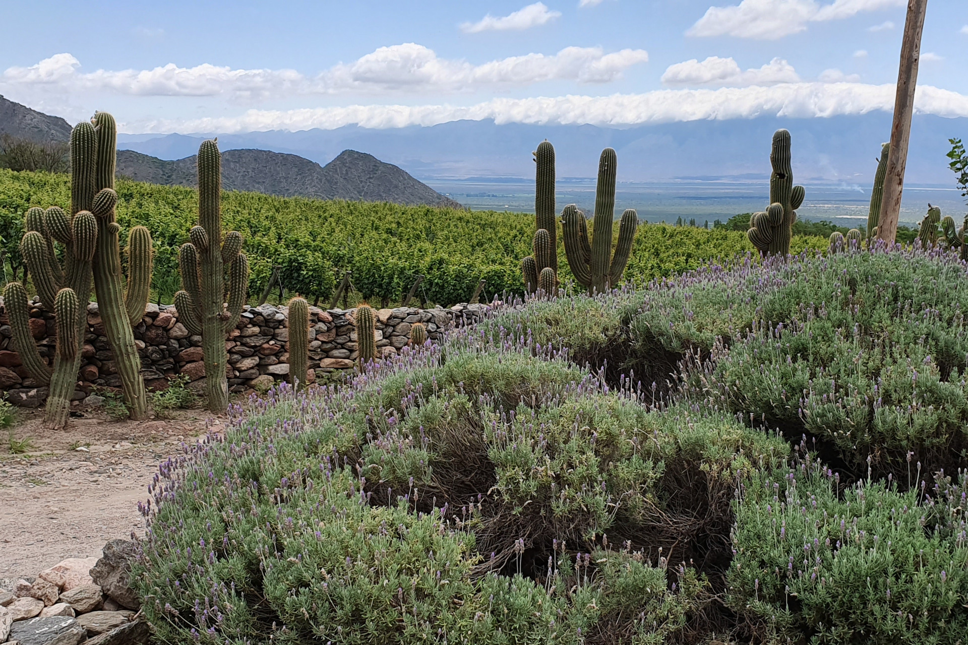 Argentinien Kakteenland