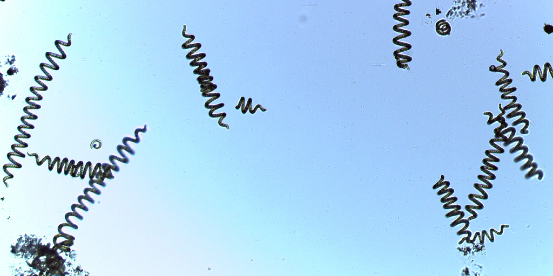 Spirulina Beer production loop