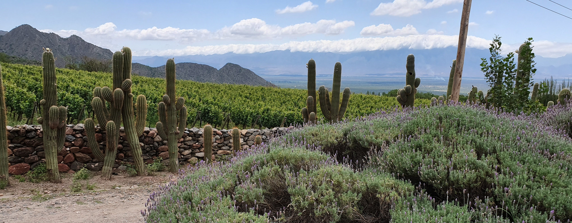 Argentinien Kakteenland