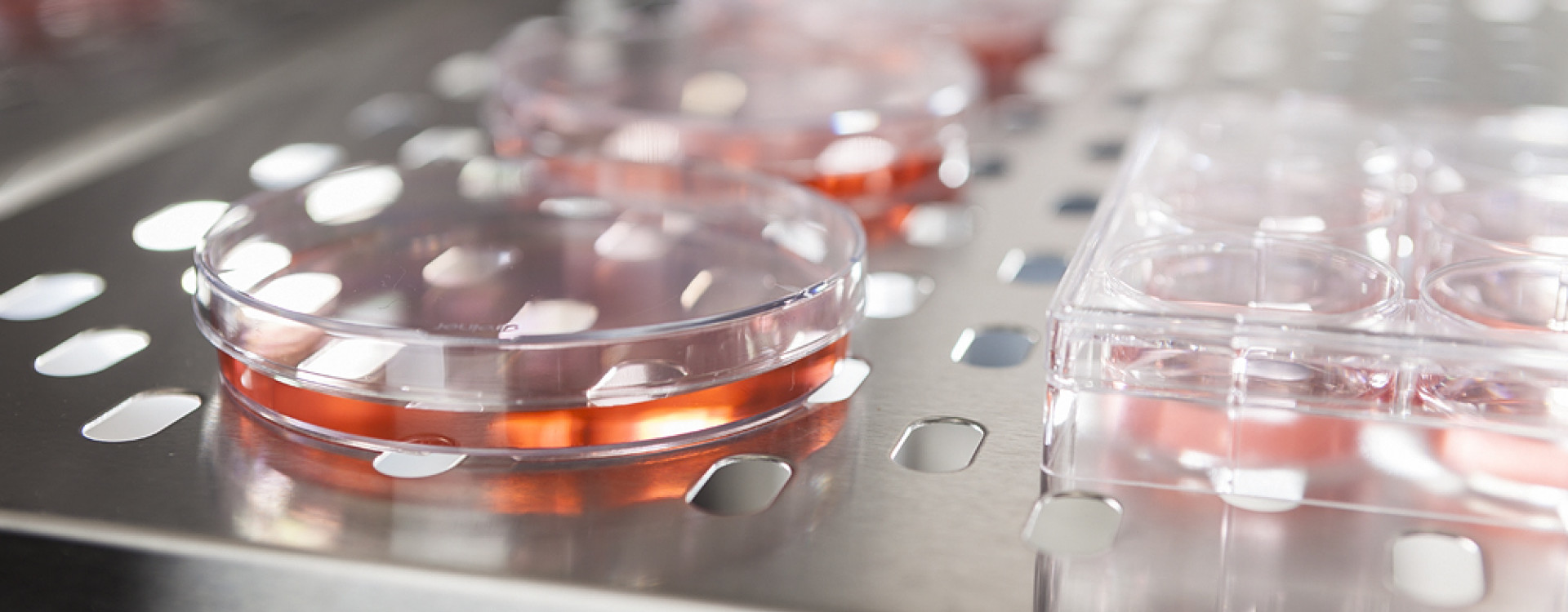 Institut für Angewandte Biotechnologie