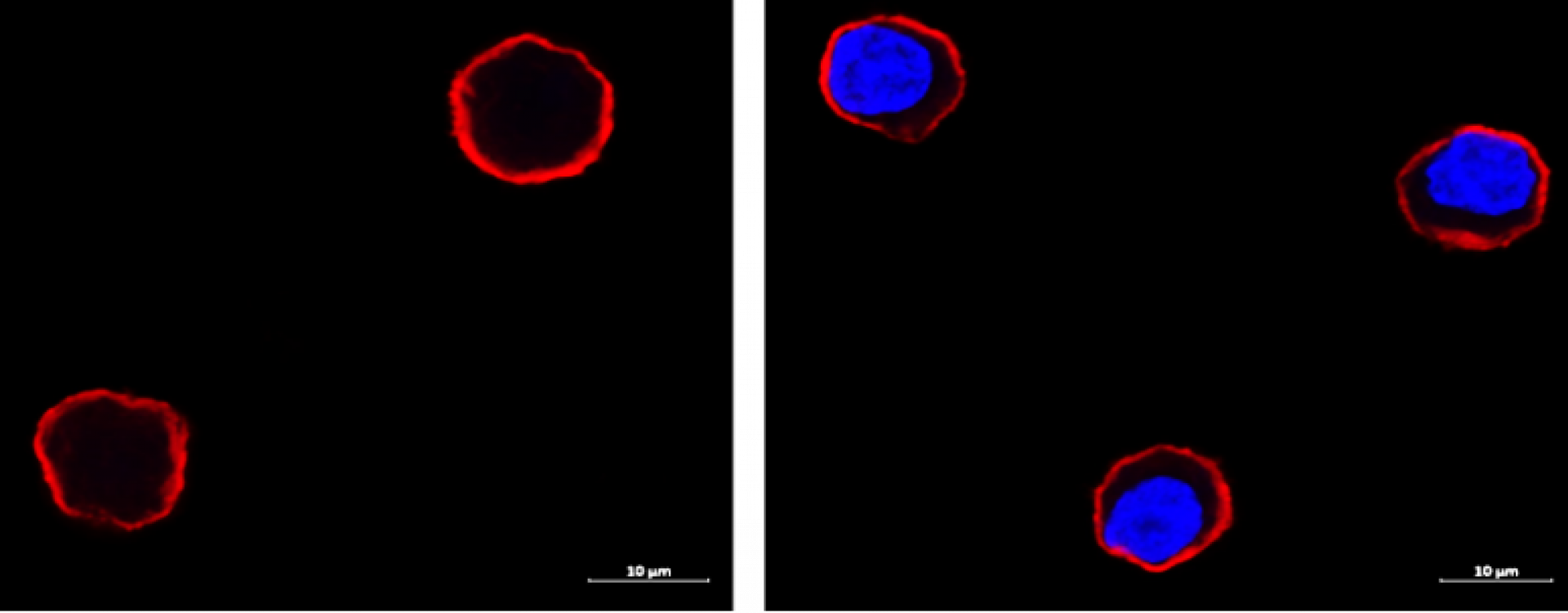Identification of cell surface proteins