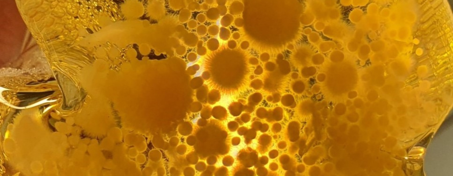 Pilz Projekt Biotechnologie