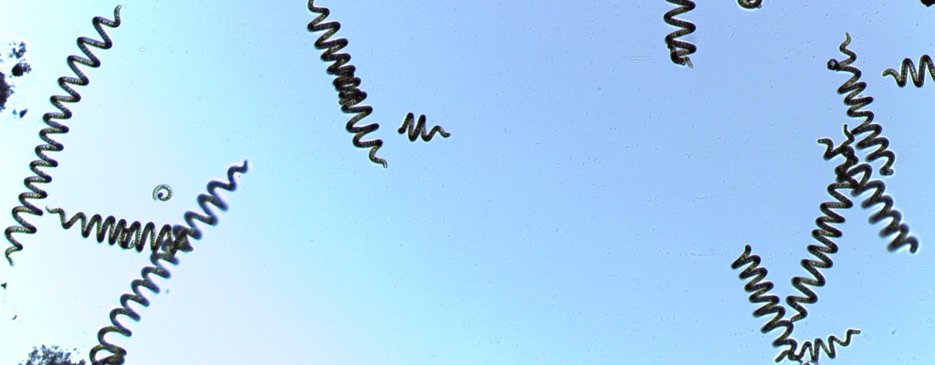 Spirulina Beer production loop