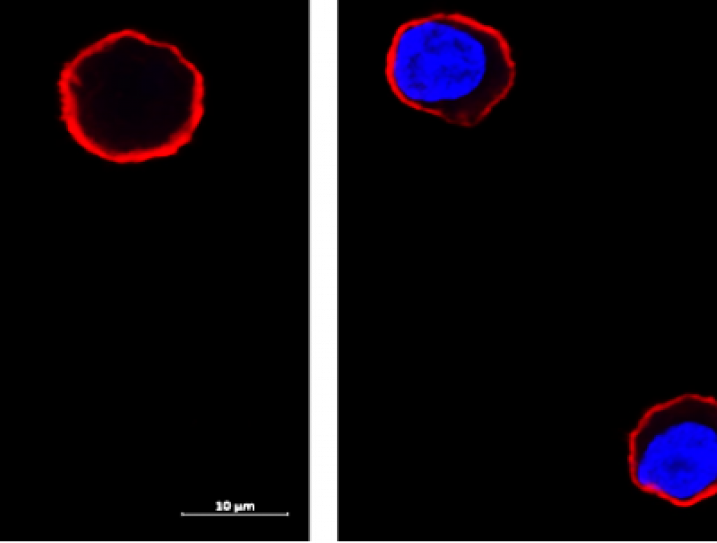 Identification of cell surface proteins