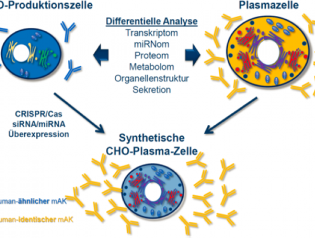 CHO Project IAB Otte