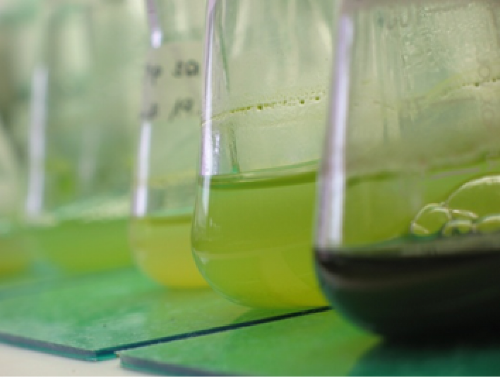 Water management for micro algae cultivation facilities