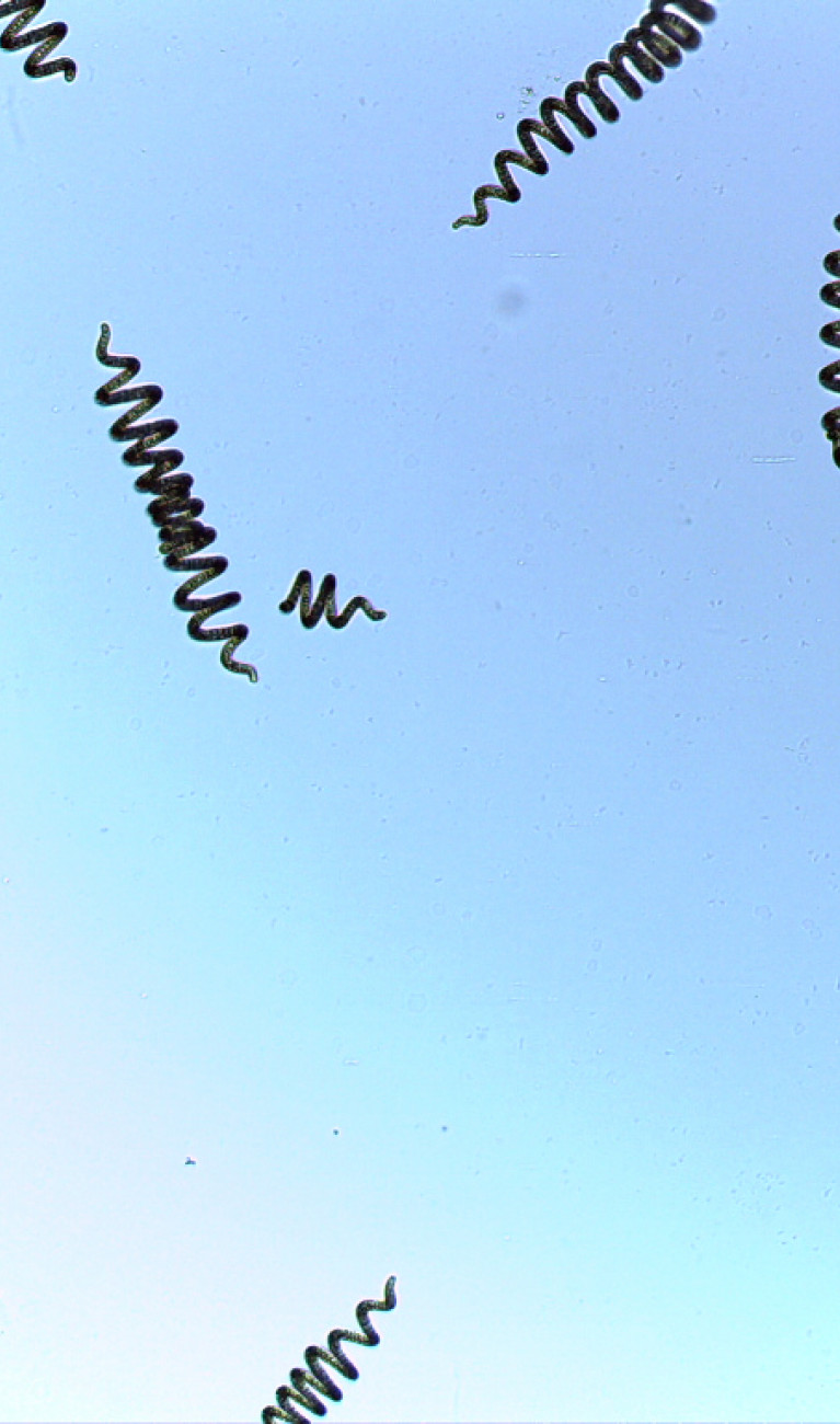 Spirulina Beer production loop