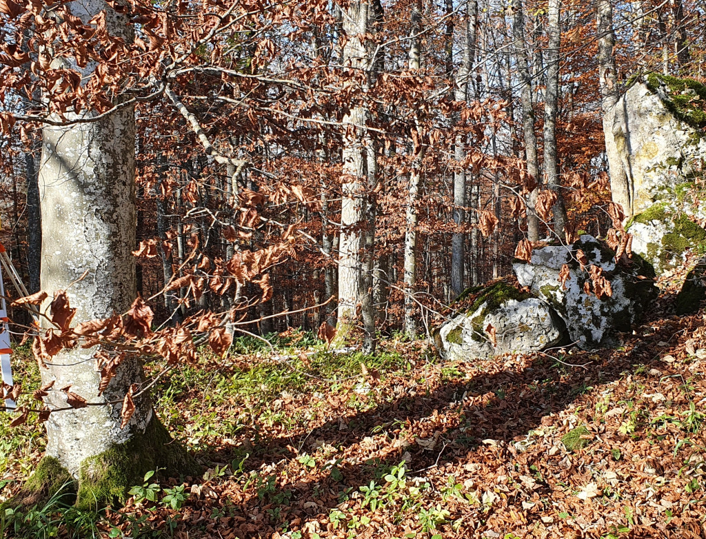 Person vermisst dicht bewachsenen Waldhang mit Mauerüberresten