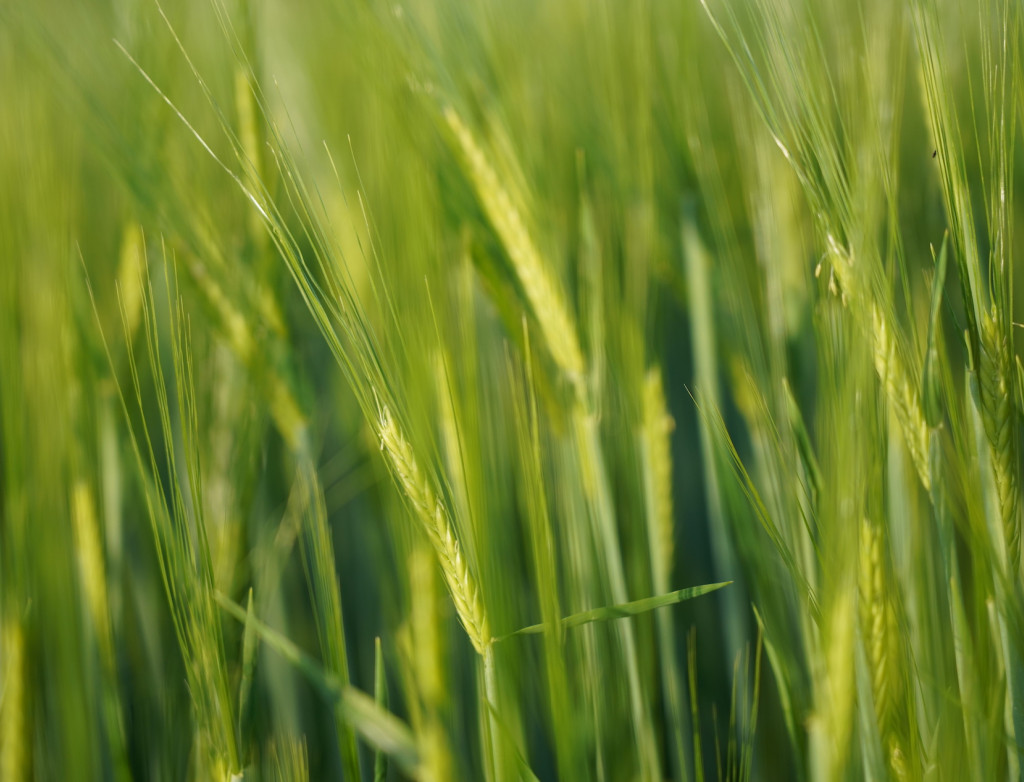 Bioökonomiekongress